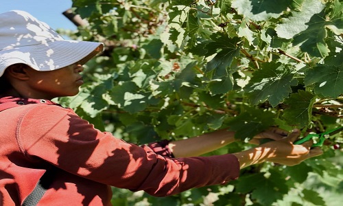 Crop & Horticulture production L3