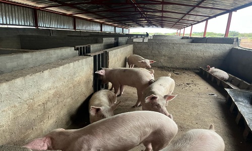 Livestock Husbandry L 3
